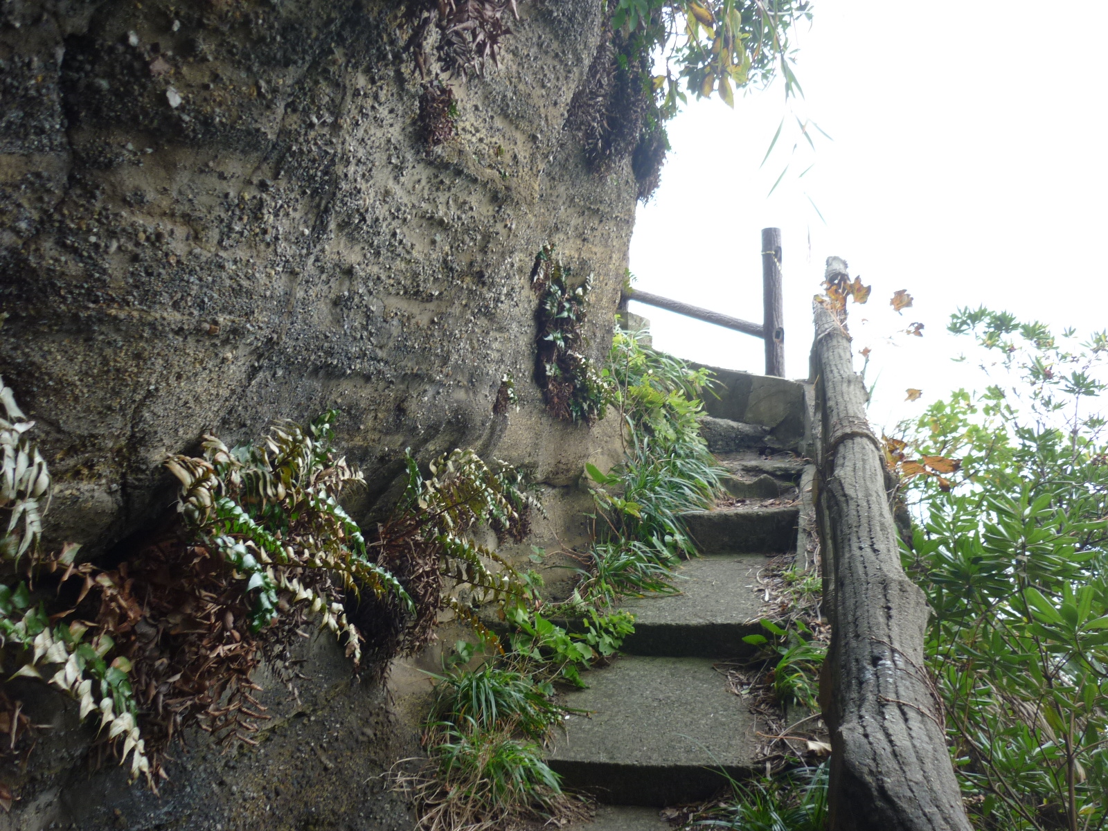 ���V�R�[�[�X